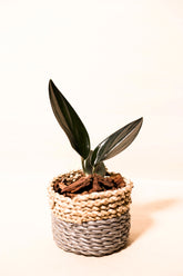 Scindapsus treubii "dark form"